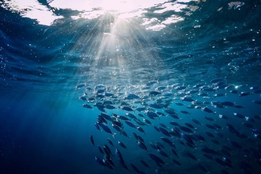 2022: The Year to Stop the Decline of the Ocean’s Health