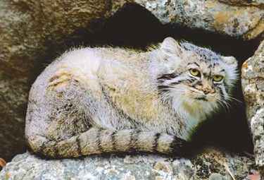 Turkmenistan's Efforts for Wild Cat Conservation - News Central Asia (nCa)